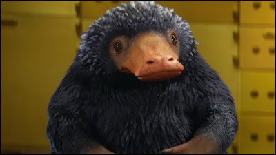 Quaime le niffleur ?