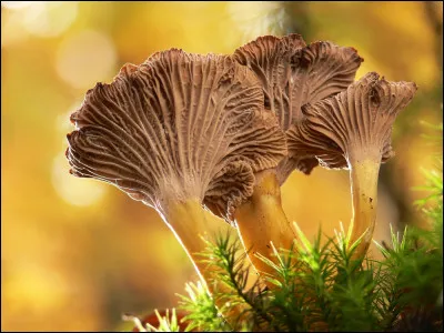 Comment est "la Maison" pour Franz Antel en 1948 ?