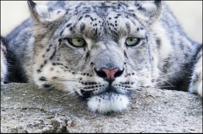 Aimes-tu les félins ?