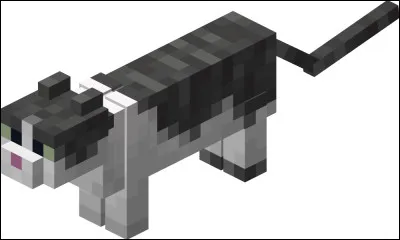 Quels chats ont une hétérochromie ?(les yeux de couleurs différentes)