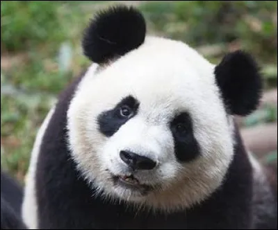 La découverte du panda par rapport à la découverte du tombeau de Toutankhamon en 1922.