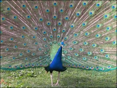 Femme et s&oelig;ur de Zeus, elle est déesse des mariages et son symbole est le paon. Quelle déesse est-ce ?