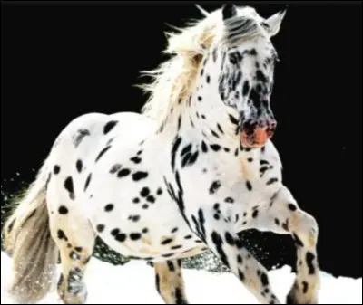 Comment s'appelle sa robe ?