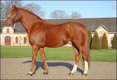 Comment s'appelle sa robe ?