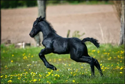 Comment s'appelle sa robe ?