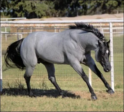 Comment s'appelle sa robe ?