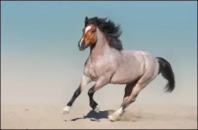 Comment s'appelle sa robe ?