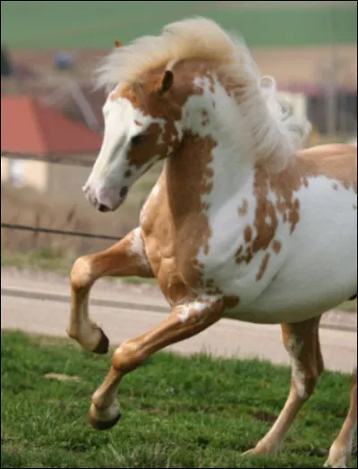 Comment s'appelle sa robe ?