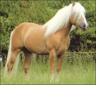 Comment s'appelle sa robe ?