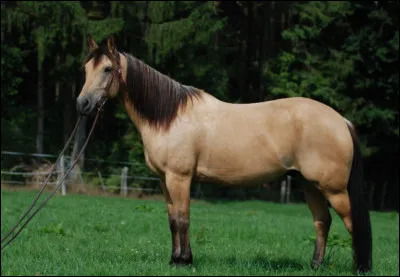 Comment s'appelle sa robe ?