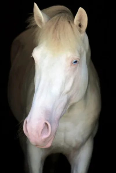 Comment s'appelle sa robe ?