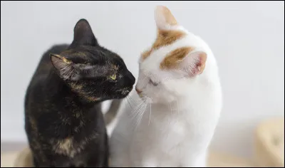 Finalement vous vous revoyez tous les jours pendant 3 lunes. Il sappelle Nuage dEscargot mais ton mentor, Poussière de Lune, a lair de lavoir remarqué. Que lui dis-tu ?