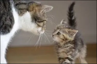 Tu préviens ton mentor qui te dit de ne plus le voir. Y vas-tu quand même ?