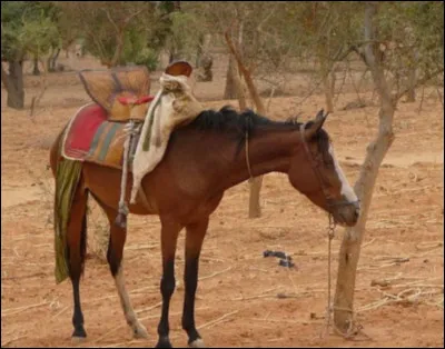 Comment s'appelle cette race ?