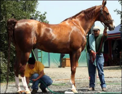 Comment s'appelle cette race ?