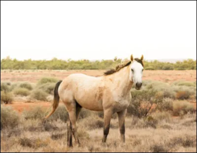 Comment s'appelle cette race ?