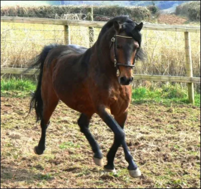 Comment s'appelle cette race ?