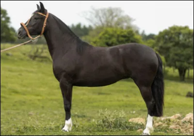 Comment s'appelle cette race ?