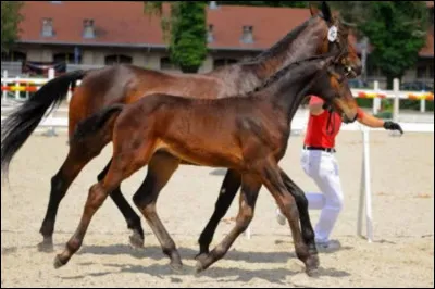 Comment s'appelle cette race ?