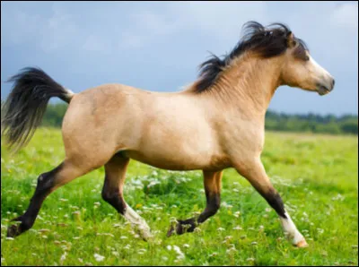 Comment s'appelle cette race ?