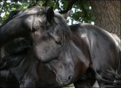 Comment s'appelle cette race ?