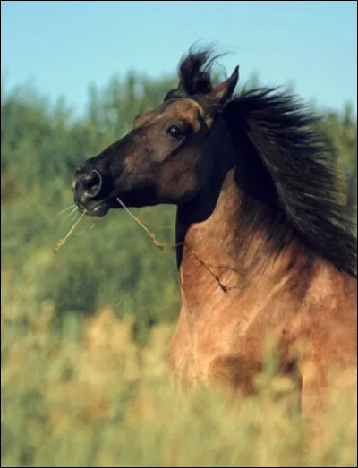 Comment s'appelle cette race ?