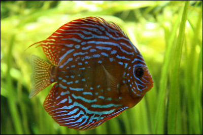 Vrai ou faux, les "sourates" sont des poissons.