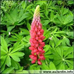 Quelle est cette fleur ?