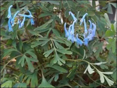 Il était une fois, en 1869, une plante découverte en même temps que le grand panda... Oubliée entre les pages d'un herbier, il fallut un siècle pour que je puisse à mon tour être révélée au monde, puis cultivée. Je suis...