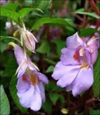 Eh oui, je m'épanouis jusqu'à -15°C en extérieur ! De juin à octobre mes fleurs cornues, sans cesse renouvelées, pétillent d'un joli bleu violacé. Originaire du Népal, je suis...