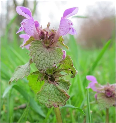 Plante couvre-sol, je ressemble à l'ortie mais ne suis pas urticante. Mes couleurs préférées ? Le jaune, le blanc, ou le violet. Je suis...