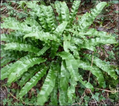 Mon petit nom est "langue de cerf" ! Envie d'un végétal préhistorique dans votre coin très ombragé ? Cette plante, c'est moi ! Je suis...