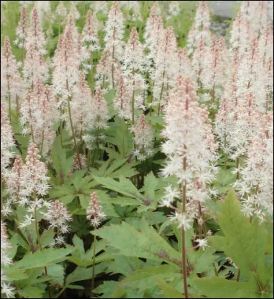 Tapissante aux légers épis coniques, j'arrive tout droit d'Amérique du Nord. En potées, en pleine terre, aux pieds de rosiers, je suis petite, mais sais me faire remarquer ! Ambiance "clones" garantie, je suis...