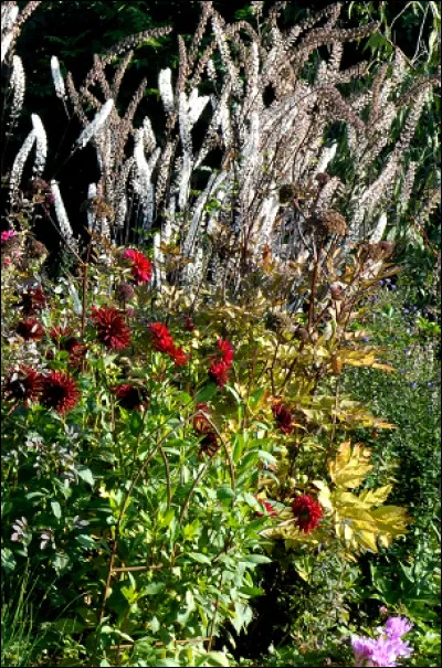Perchée à 2 mètres au fond des massifs, je me place en surplomb de la photo de famille... La guerre des racines : je ne connais pas et résiste en toute indépendance aux autres membres qui prennent la pose sur le terrain ! Je suis...