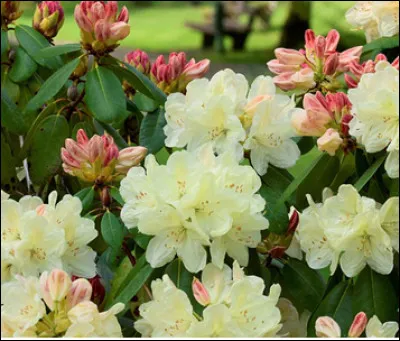 J'aime la terre de bruyère, l'ombre forte, le nord, l'ouest ; autant dire que la sécheresse ce n'est pas pour moi ! Paradoxalement plantez-moi dans un sol bien drainé, sinon, gare au pourrissement. Je suis...