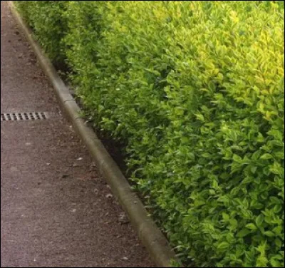 La mode s'empare aussi du monde végétal. Ainsi, je reviens du fin fond (sic ...) des années 70'... 
À l'époque, pas une seule haie urbaine qui ne fasse appel à mon feuillage vernissé, persistant et odorant ! Je suis...