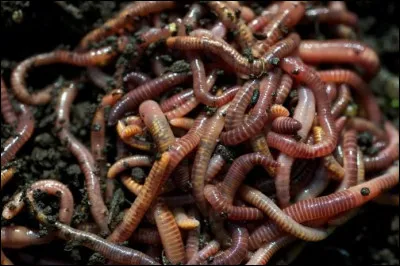 Les vers de terre sont tous hermaphrodites.