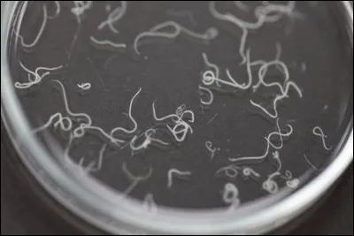 Quel est le nom de ces minuscules vers blancs qui vivent dans le rectum et qui durant la nuit sortent de lanus et déposent leurs ufs sur la peau avoisinante ?