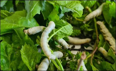 Des feuilles de quel arbre fruitier le ver à soie se nourrit-il exclusivement ?