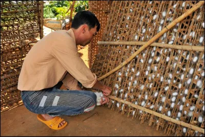 Quel est le nom de l'élevage des vers à soie ?