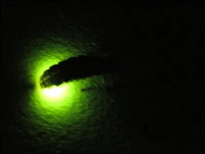 Quel est le nom scientifique du ver luisant ?