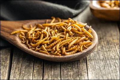 Quels sont ces vers comestibles ?