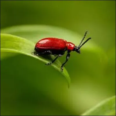 Quel objet utilises-tu le plus souvent ?