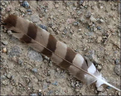 L'axe central des plumes des oiseaux est essentiellement constitué de quelle substance ?