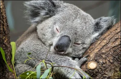 Quel est en moyenne le nombre d'heures de sommeil chez le koala ?