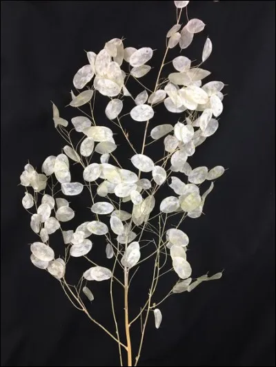 Monnaie-du-pape : quel est l'autre nom de cette jolie plante ?