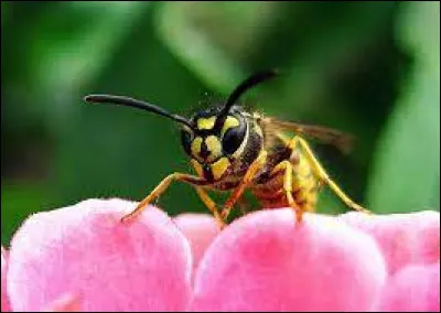 Elle s'est fait piqué par une ... l'été dernier.
