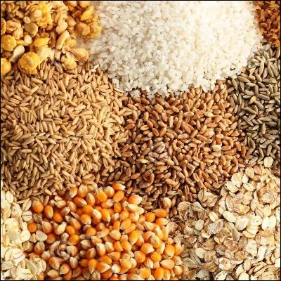 Quel type de c&eacute;r&eacute;ale est l�&eacute;peautre ?