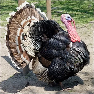 Quel &eacute;crivain est l�auteur des vaudevilles "Un fil &agrave; la patte" et "Le Dindon" ?