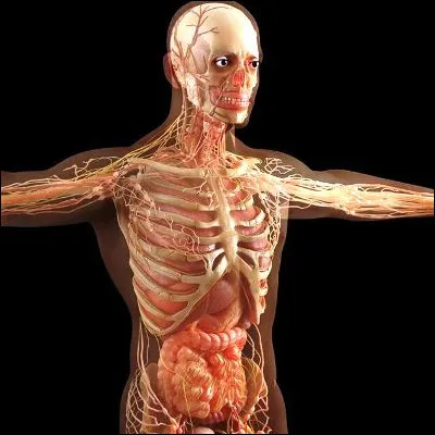 Quelle partie du corps peut &ecirc;tre qualifi&eacute;e de d&eacute;ciduale ?